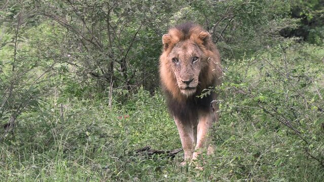 A large male lion with scars on his face moves through the bushes towards the camera.