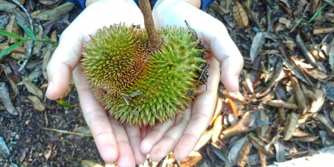 Durio zibethinuss murr or durian fruit that fell from the tree. tropical fruit that also grows a...