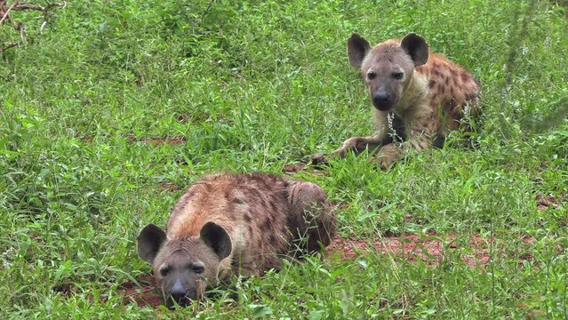 Two spotted hyenas rest together in the bush and listen to their surroundings.