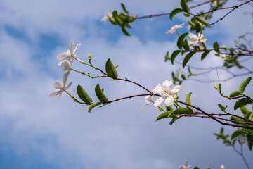 Wrightia antidysenterica blooming with white flowers against cloudy blue sky