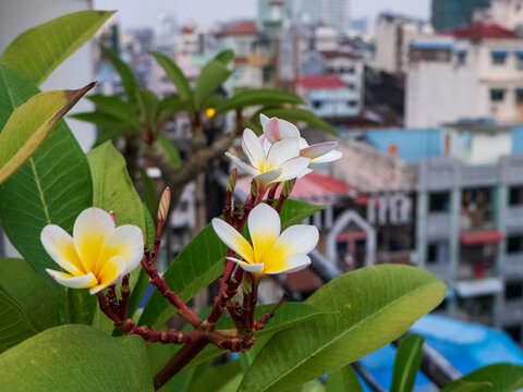 Plumeria alba flower blooming with a urban buildings background