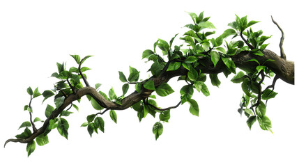 Realistic twisted jungle branch with Transparent Background