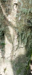 Tree bark texture