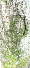 Tree bark texture