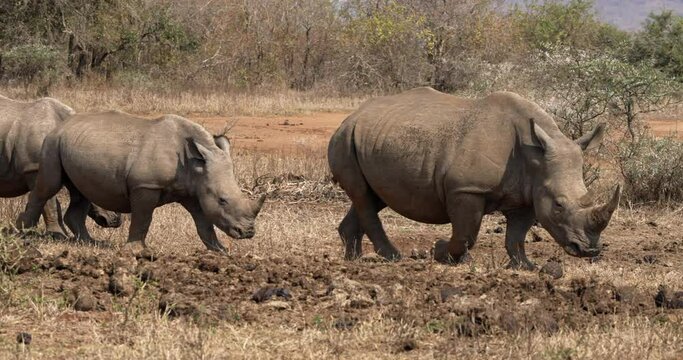 Three white rhinos walk slowly through the dry African bush and thorn trees, past two rhinos resting in the shade of a tree.