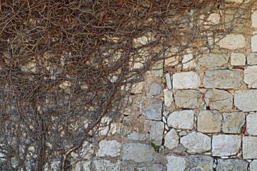 Background, texture of the wall of an ancient stone house half covered with dried ivy branches