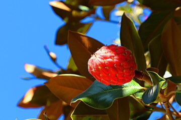 Bright red fruit of Magnolia grandiflora, against the blue sky