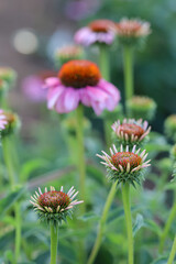 Echinacea purpurea, the eastern purple coneflower, purple coneflower, hedgehog coneflower, or echinacea in nature