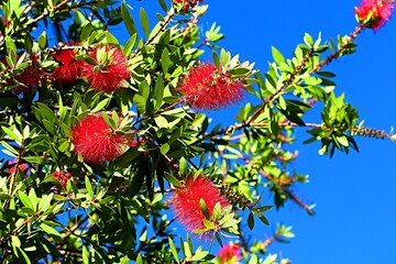 Callistemon, Melaleuca rugulosa Craven, inflorescences on tree branches against a blue sky
