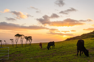 A pasture in the magnificent Hachijo Fuji at dusk.
There are many cute Jersey dairy...