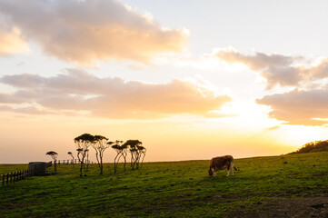 Fototapeta na wymiar A pasture in the magnificent Hachijo Fuji at dusk. There are many cute Jersey dairy cows.Hachijojima, a large isolated island in the Pacific Ocean at the end of the route. Izu Islands, Tokyo. Japan,