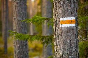 Forest trail sign on pine trunks in Latvian forests. Forest trail designation on pine trunks,...