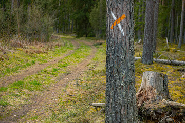 Forest trail sign on pine trunks in Latvian forests. Forest trail designation on pine trunks,...