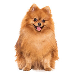 Cute spitz png
