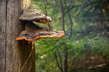 Bracket fungi, bark fungi on dry wood