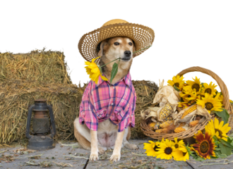 dog dressed for the June festivities in Brazil