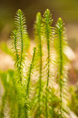 In the forest moss. Gray moss in a pine forest