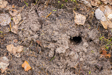 mole pushed off the ground and made piles of ground