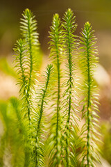 In the forest moss. Gray moss in a pine forest