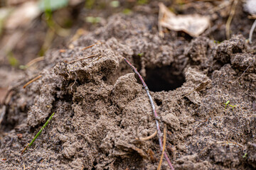 mole pushed off the ground and made piles of ground