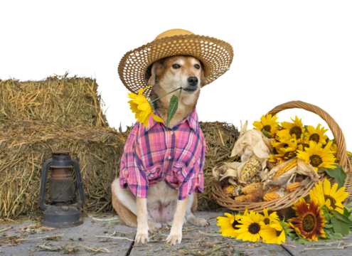 dog dressed for the June festivities in Brazil
