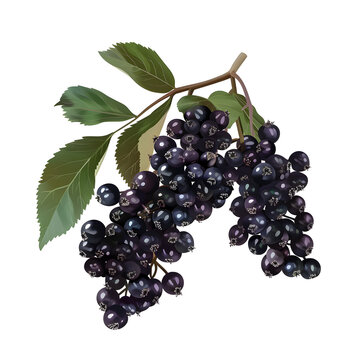 Clipart illustration a elderberry on white background. Suitable for crafting and digital design projects.[A-0003]