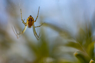 A forest spider hung in the air. Spider silhouette