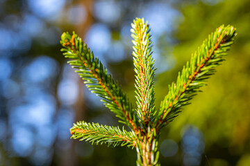 Spruce bud green needle blooms in the rays of the sunset