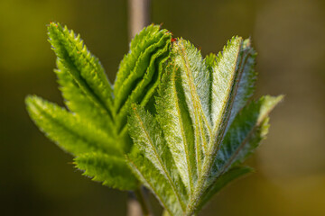 Green spring leaves of mountain ash