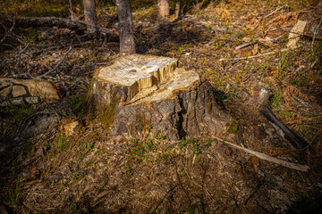 Forest stump in moss. Stump, moss