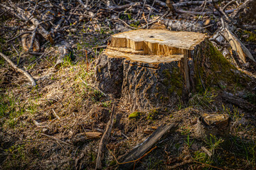 Forest stump in moss. Stump, moss