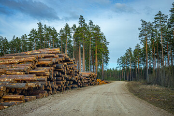 Fototapeta na wymiar Cutting a pine forest, a pile of trees on the side of the road