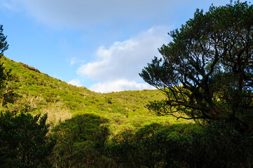 Obraz premium 標高854mの八丈島最高峰、八丈富士の登山トレッキング。 八丈富士の山頂は大きなカルデラになっている。 ジャングルになっているカルデラ内部に降りてゆくことも可能。 断崖絶壁になっていて危険なので要注意。航路の終点、太平洋の大きな孤島、八丈島。 東京都伊豆諸島。 2020年撮影。Trekking up the 854-meter-high Hachijo-fuji, the highest