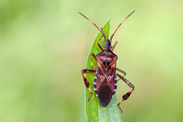 Zapfenwanze - Leptoglossus occidentalis