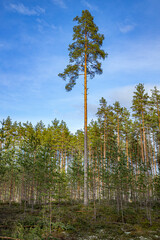 Young growth of pines. A tall pine tree looks up at the sky