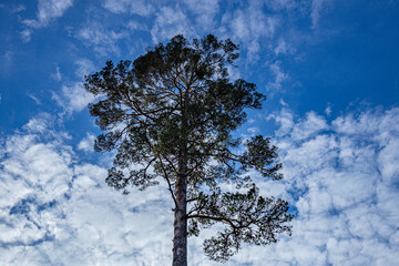 Young growth of pines. A tall pine tree looks up at the sky