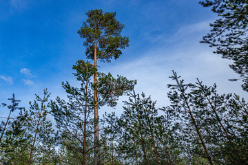 Young growth of pines. A tall pine tree looks up at the sky