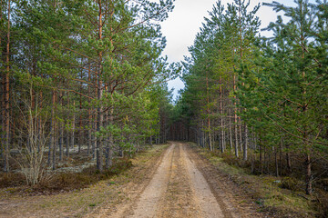 Gravel road of the Pine Forest Trail, tourism in the forests of Latvia