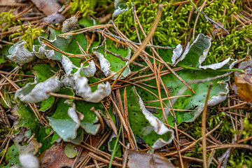 peltigera aphthosa growing in the forest. peltigera aphthosa growing among moss. peltigera aphthosa close-up.