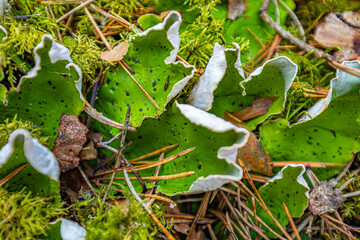 peltigera aphthosa growing in the forest. peltigera aphthosa growing among moss. peltigera aphthosa close-up.