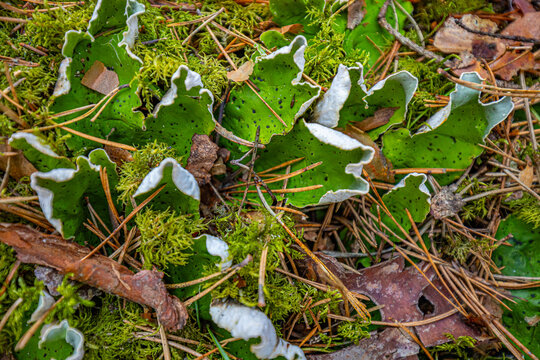 peltigera aphthosa growing in the forest. peltigera aphthosa growing among moss. peltigera aphthosa close-up.