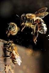 Naklejka premium Hardworking Bee Returning to Hive with Bountiful Pollen Sac Showcasing its Vital Role in Ecosystem Preservation