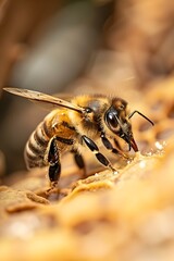 Fototapeta premium Hardworking Honeybee Returning to Hive with Pollen Sac Vital for Ecosystem Survival