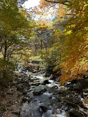 紅葉の美しい小川が流れる日本のキャンプ場