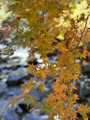 紅葉の美しい小川が流れる日本のキャンプ場