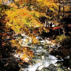 紅葉の美しい小川が流れる日本のキャンプ場