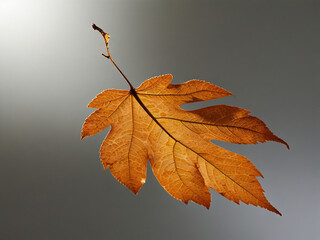 A single orange autumn leaf is falling on a white background The leaf is backlit so the veins are clearly visible