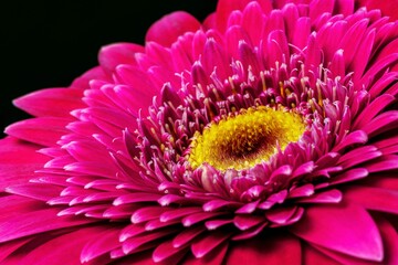 Gerbera flower close up macro flower