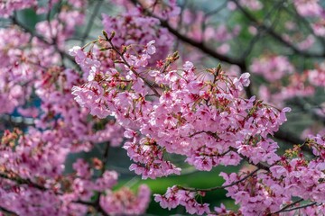 Pink flower cherry blossoms tree spring