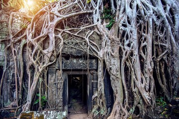 Trees growing out ta prohm temple angkor wat cambodia